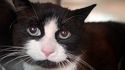 Der Kater namens „Schatzi“ ist wieder bei seiner Besitzerin.