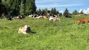 Rotwild ist in der Regel für die Übertragung von TBC verantwortlich. 