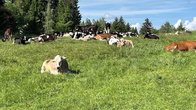 Rotwild ist in der Regel für die Übertragung von TBC verantwortlich.