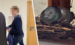 Im Wiener Landesgericht musste sich der 55-jährige Pole verantworten. Ihm wurde vorgeworfen, von ...