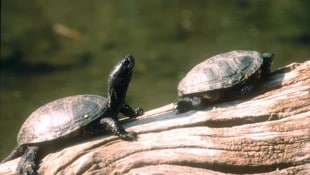 Die Europäische Sumpfschildkröte zählt zu den seltensten Reptilien Mitteleuropas.