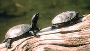 Die Europäische Sumpfschildkröte zählt zu den seltensten Reptilien Mitteleuropas.