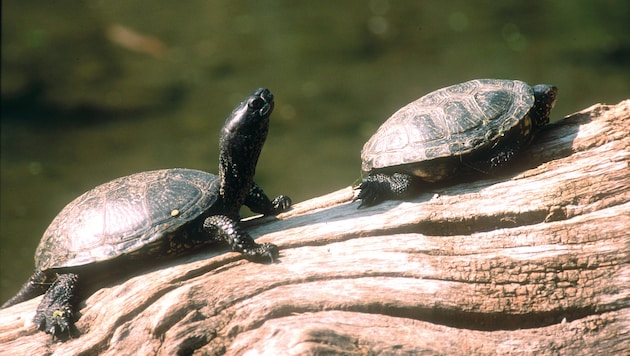 Die Europäische Sumpfschildkröte zählt zu den seltensten Reptilien Mitteleuropas.