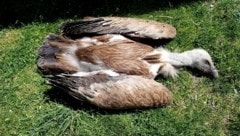 Insgesamt wurden sieben Gänsegeier vergiftet, sechs davon starben.
