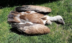 Insgesamt wurden sieben Gänsegeier vergiftet, sechs davon starben.