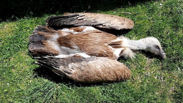 Insgesamt wurden sieben Gänsegeier vergiftet, sechs davon starben.
