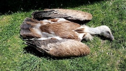 Insgesamt wurden sieben Gänsegeier vergiftet, sechs davon starben.