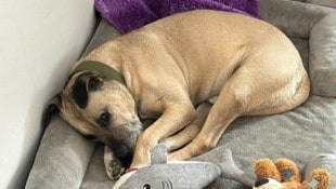„Vito“ fühlt sich in seinem neuen Heim pudelwohl.