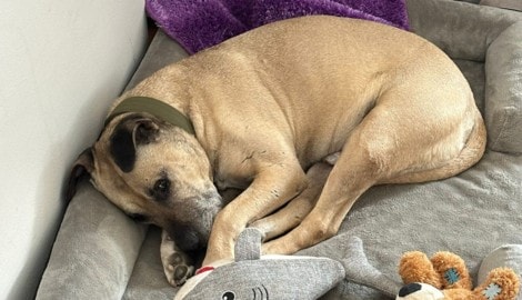 „Vito“ fühlt sich in seinem neuen Heim pudelwohl.
