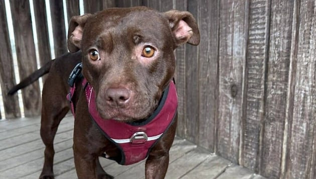 Vor allem für Hunde ist Asbest gefährlich