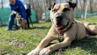 „Vito“ lebte nach seiner Rettung fast drei Jahre im Tierheim.