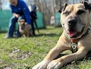 „Vito“ lebte nach seiner Rettung fast drei Jahre im Tierheim.