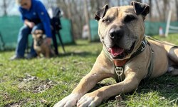 „Vito“ lebte nach seiner Rettung fast drei Jahre im Tierheim.