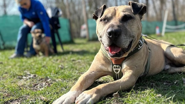 „Vito“ lebte nach seiner Rettung fast drei Jahre im Tierheim.