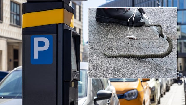 Eine Würfelnatter verirrte sich wohl durch ein Leitungsrohr in einen Parkautomaten – das Tier ...