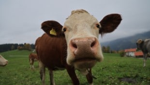 Mehrere Rinder gingen auf den Müllmann los.