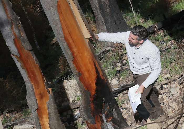 Diese Buchen sind vom Feuer stark gezeichnet und werden wohl auch nicht mehr verwertbar sein.