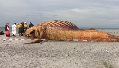 Kleintierärztin Kirsten Tönnis hat ein neues DNA-Ergebnis von Wal „Timmy“ präsentiert und damit ...