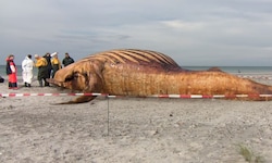 Die Überreste des Wals wurde von einem Team aus Experten und Tierärzten akribisch untersucht und ...
