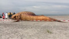 Die Überreste des Wals wurde von einem Team aus Experten und Tierärzten akribisch untersucht und ...
