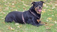 Bei den Hunden handelt sich es sich um drei Rottweiler (Symbolbild) und einen Hirtenhund.