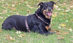 Bei den Hunden handelt sich es sich um drei Rottweiler (Symbolbild) und einen Hirtenhund.