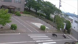 Der Bär am Dienstag nach einer Attacke auf eine Person auf einem Firmengelände in Fukushima.