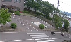 Der Bär am Dienstag nach einer Attacke auf eine Person auf einem Firmengelände in Fukushima.