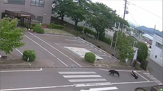 Der Bär am Dienstag nach einer Attacke auf eine Person auf einem Firmengelände in Fukushima.