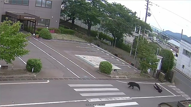 Der Bär am Dienstag nach einer Attacke auf eine Person auf einem Firmengelände in Fukushima.