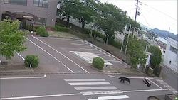 Der Bär am Dienstag nach einer Attacke auf eine Person auf einem Firmengelände in Fukushima.