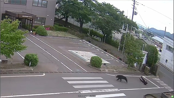 Der Bär am Dienstag nach einer Attacke auf eine Person auf einem Firmengelände in Fukushima