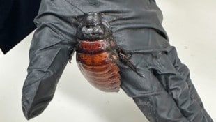 Bei den beschlagnahmten Wirbellosen handelt es sich um besonders große Exemplare.