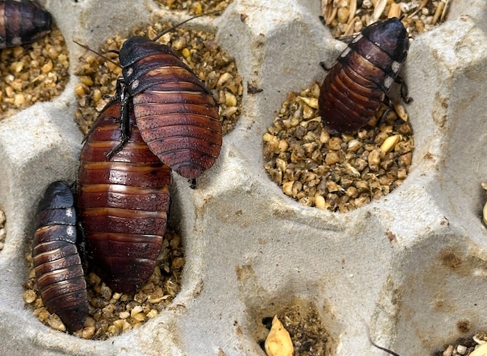 Die Tiere wurden illegal gezüchtet.