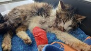 „Cloud“ erholt sich langsam von dem schweren Unfall.