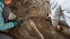 In der historischen Stadt Pompeji jetzt das Skelett (Bild) eines pferdeartigen Tieres freigelegt ...