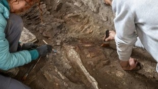 In der historischen Stadt Pompeji jetzt das Skelett (Bild) eines pferdeartigen Tieres freigelegt ...