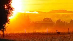„Krone“-Leser Georg Wastl und ein Reh genossen am Feiertag den mystischen Sonnenaufgang in ...