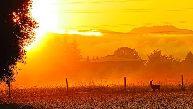 „Krone“-Leser Georg Wastl und ein Reh genossen am Feiertag den mystischen Sonnenaufgang in ...