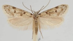 Eher unscheinbar: Symmoca schmidi