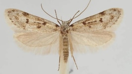 Eher unscheinbar: Symmoca schmidi