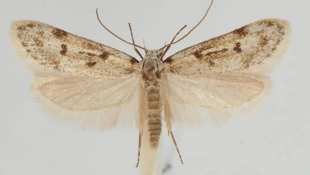 Eher unscheinbar: Symmoca schmidi