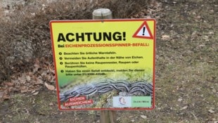 Auch in Wien werden Eichenprozessionsspinner regelmäßig zum Problem.