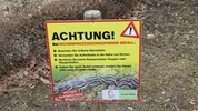 Auch in Wien werden Eichenprozessionsspinner regelmäßig zum Problem.