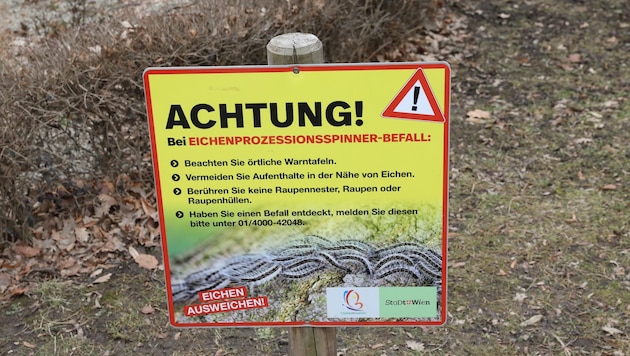 Auch in Wien werden Eichenprozessionsspinner regelmäßig zum Problem.