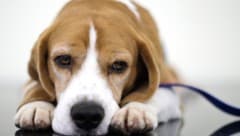 Nach Wochen konnte Beagle „Daisy“ endlich geschnappt werden. (Symbolbild)