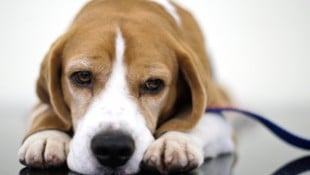 Nach Wochen konnte Beagle „Daisy“ endlich geschnappt werden. (Symbolbild)