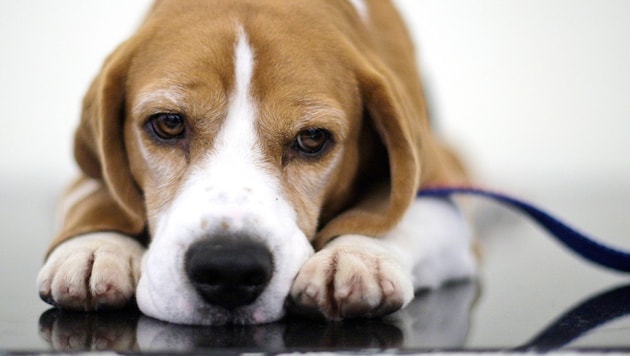 Nach Wochen konnte Beagle „Daisy“ endlich geschnappt werden. (Symbolbild)