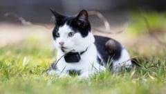 Die vermisste Samtpfote war mit einem GPS-Tracker ausgestattet. (Symbolfoto)