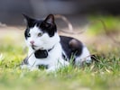 Die vermisste Samtpfote war mit einem GPS-Tracker ausgestattet. (Symbolfoto)